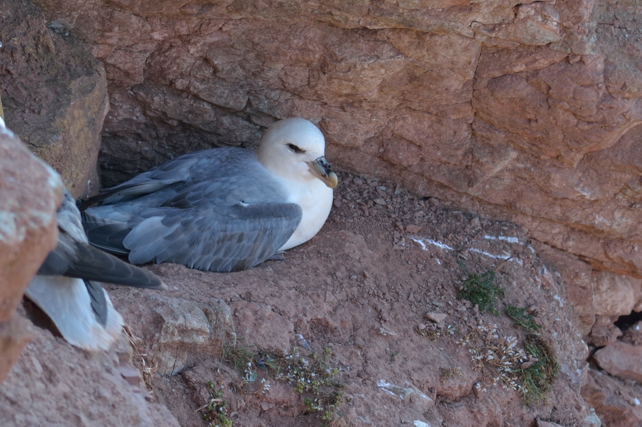 Click to open Dag 4: Helgoland, Dune (Helgoland) <a href="/trips/helgoland/biota/animalia/chordata/aves/010 procellariiformes/002 procellariidae/fulmarus glacialis/fulmarus glacialis-nl.html">Fulmarus glacialis</a> / Northern fulmar / Noordse stormvogel